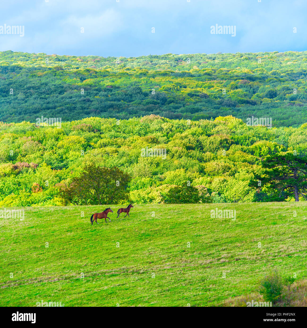 Two horses on green field Stock Photo