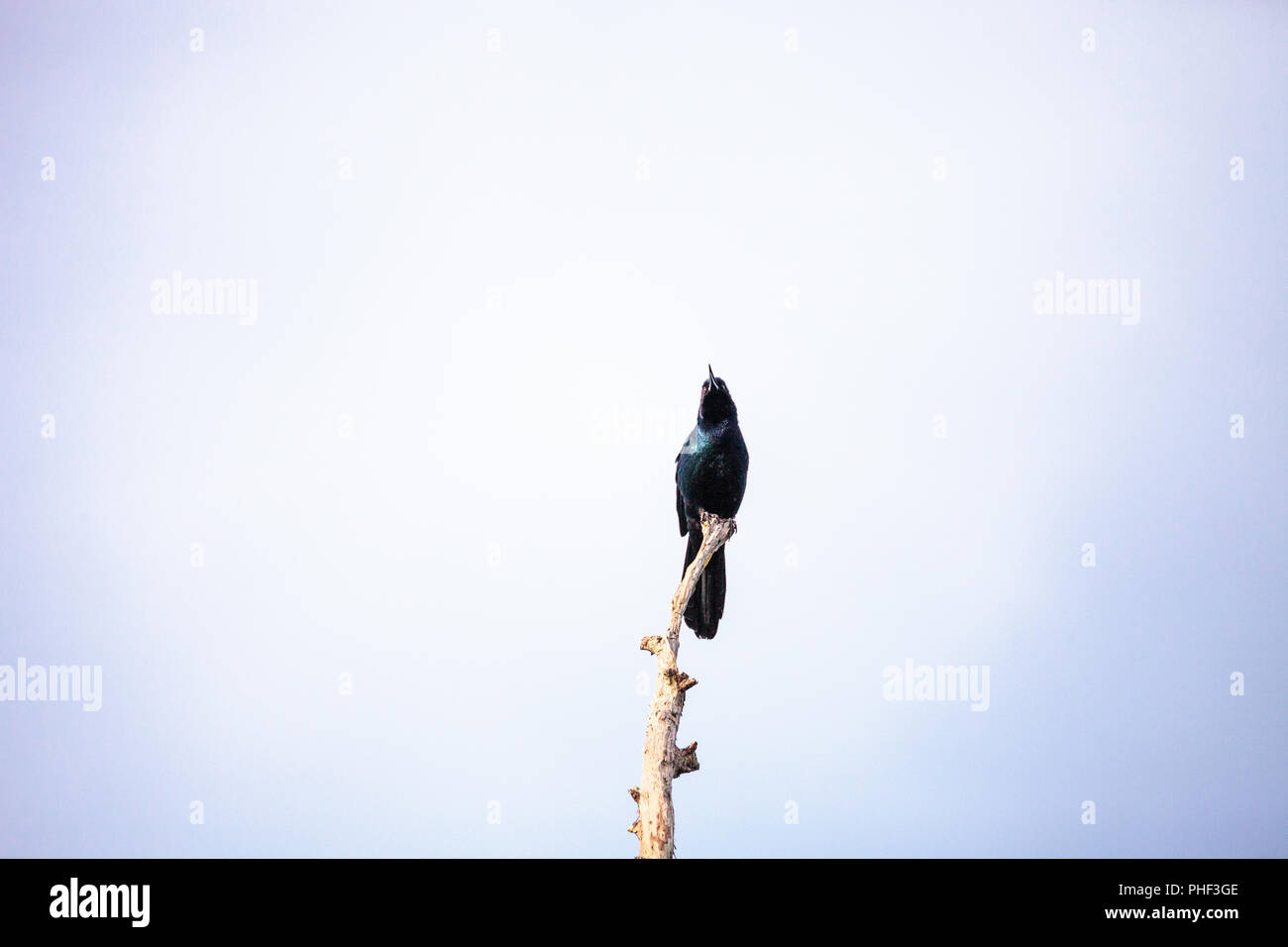 Common Grackle bird Quiscalus quiscula Stock Photo