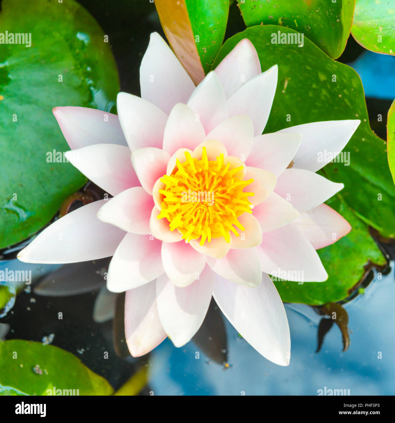 White flower- water lilly Stock Photo