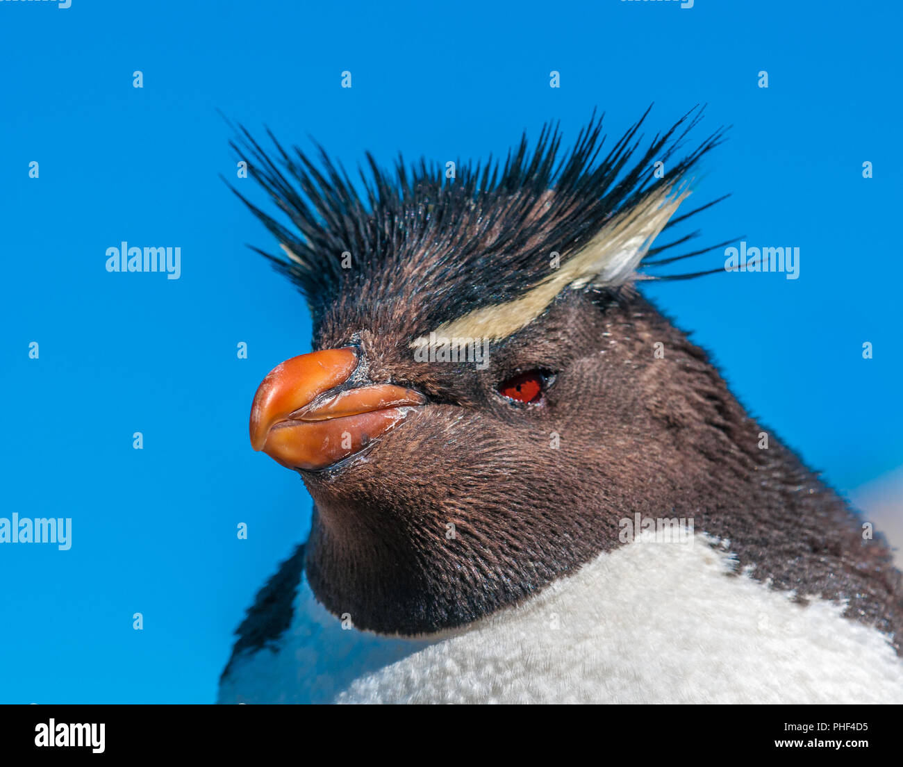 Rockhopper penguin, Patagonia, Argentina Stock Photo