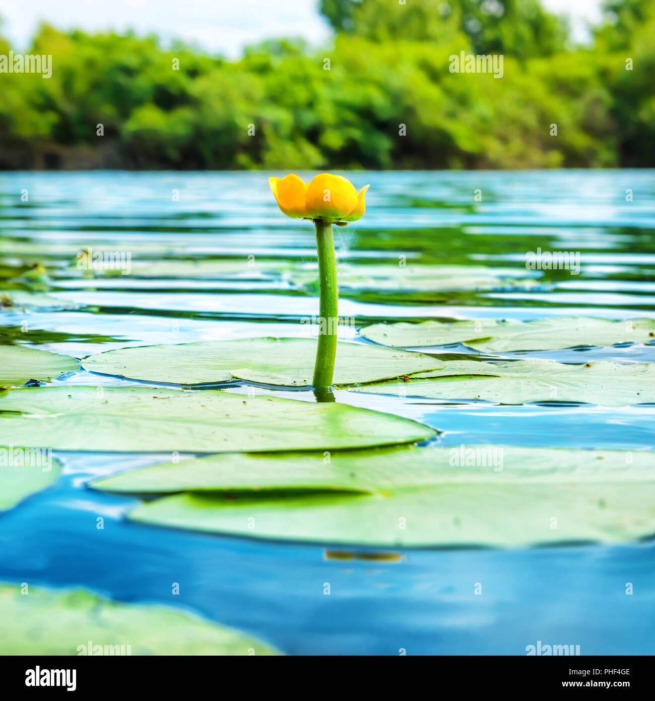 Yellow flower- water lilly Stock Photo