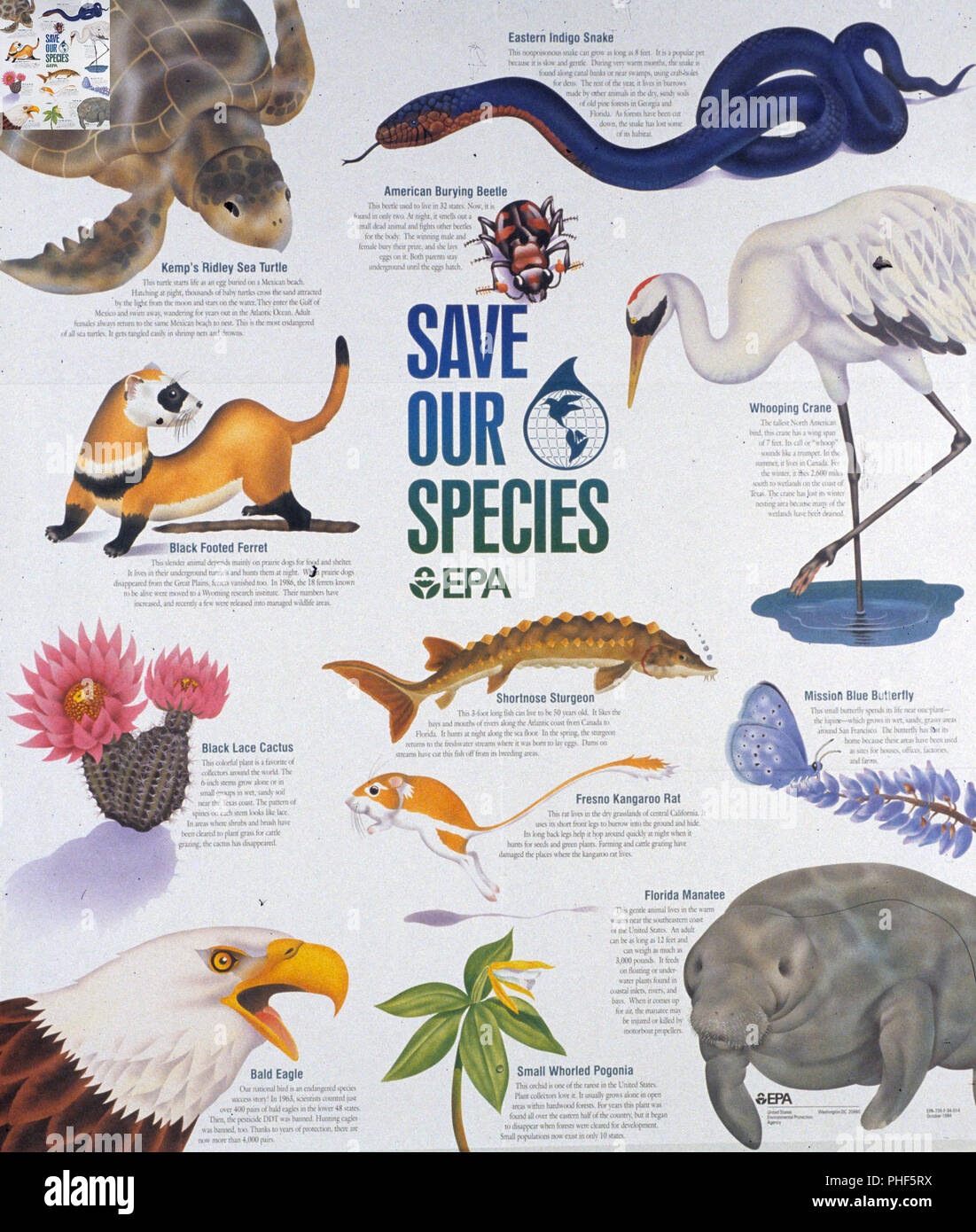 EPA Public Service Poster encouraging protecting endangered species Stock  Photo - Alamy
