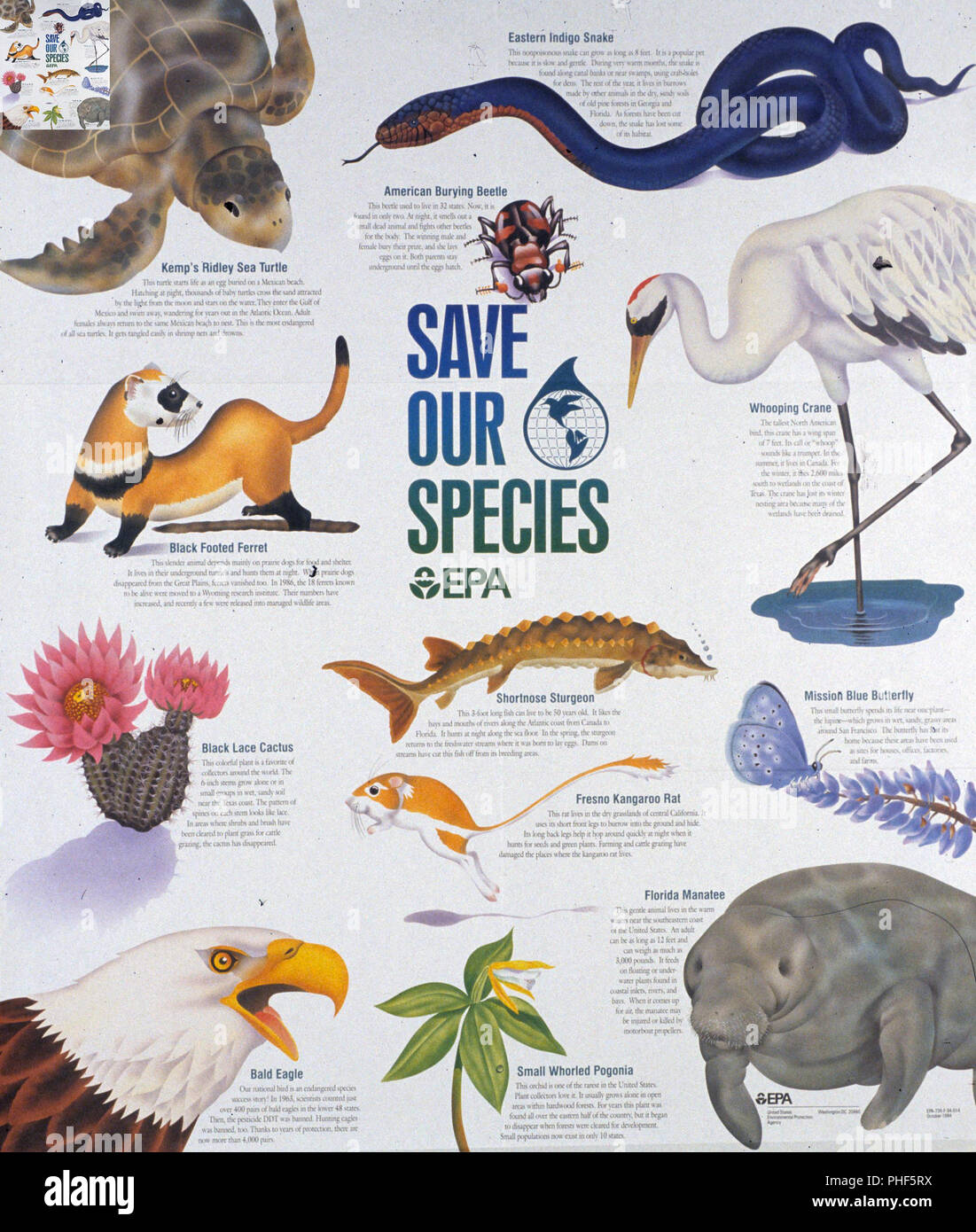 Poster On Endangered Animals