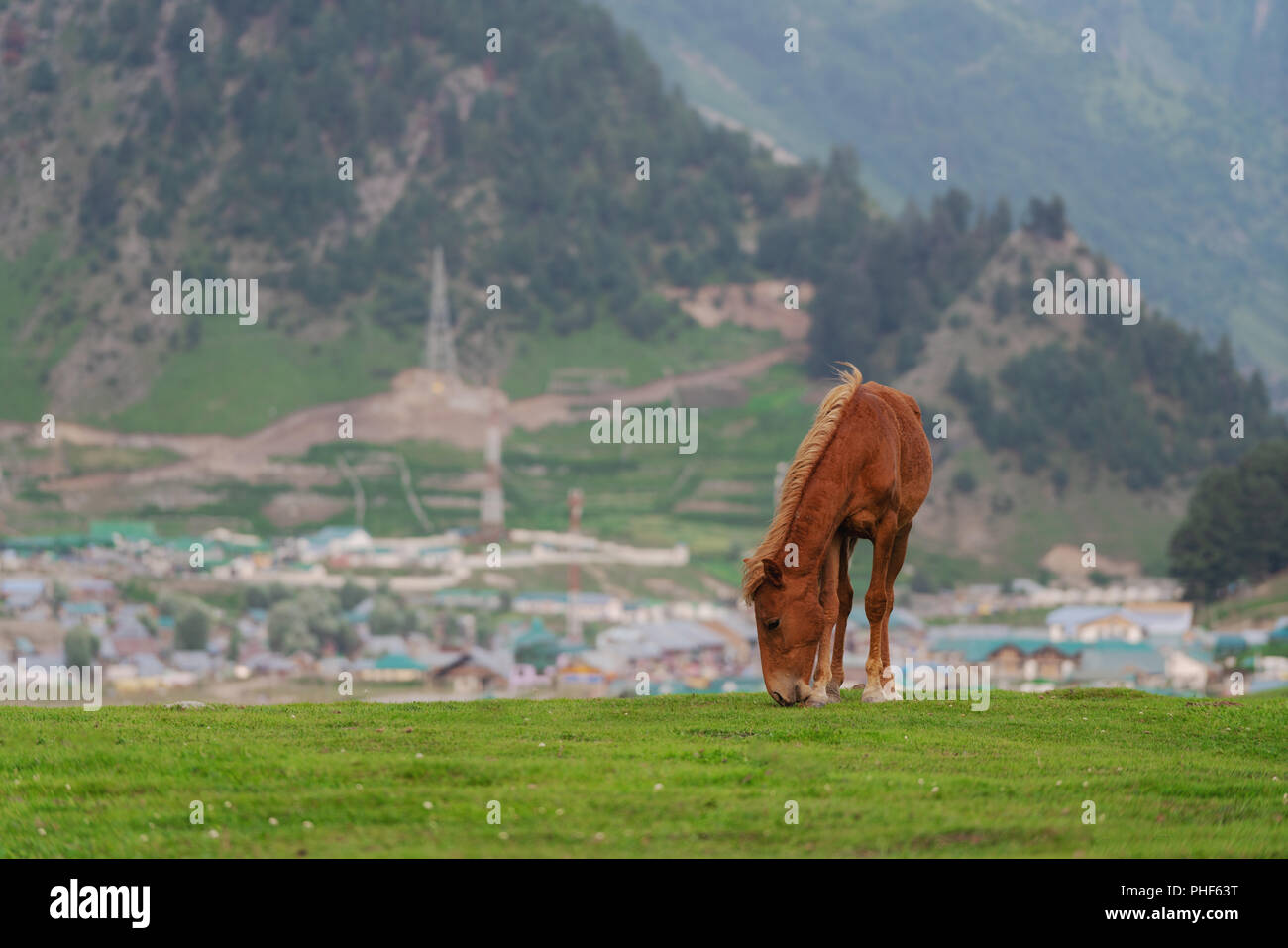 Horse grazing grass on meadow with rural city and mountain view in Sonamarg, Jammu and Kashmir, India Stock Photo