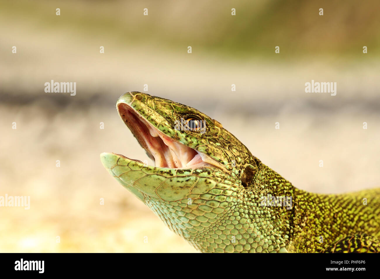 angry male green lizard portrait ( Lacerta viridis ) Stock Photo