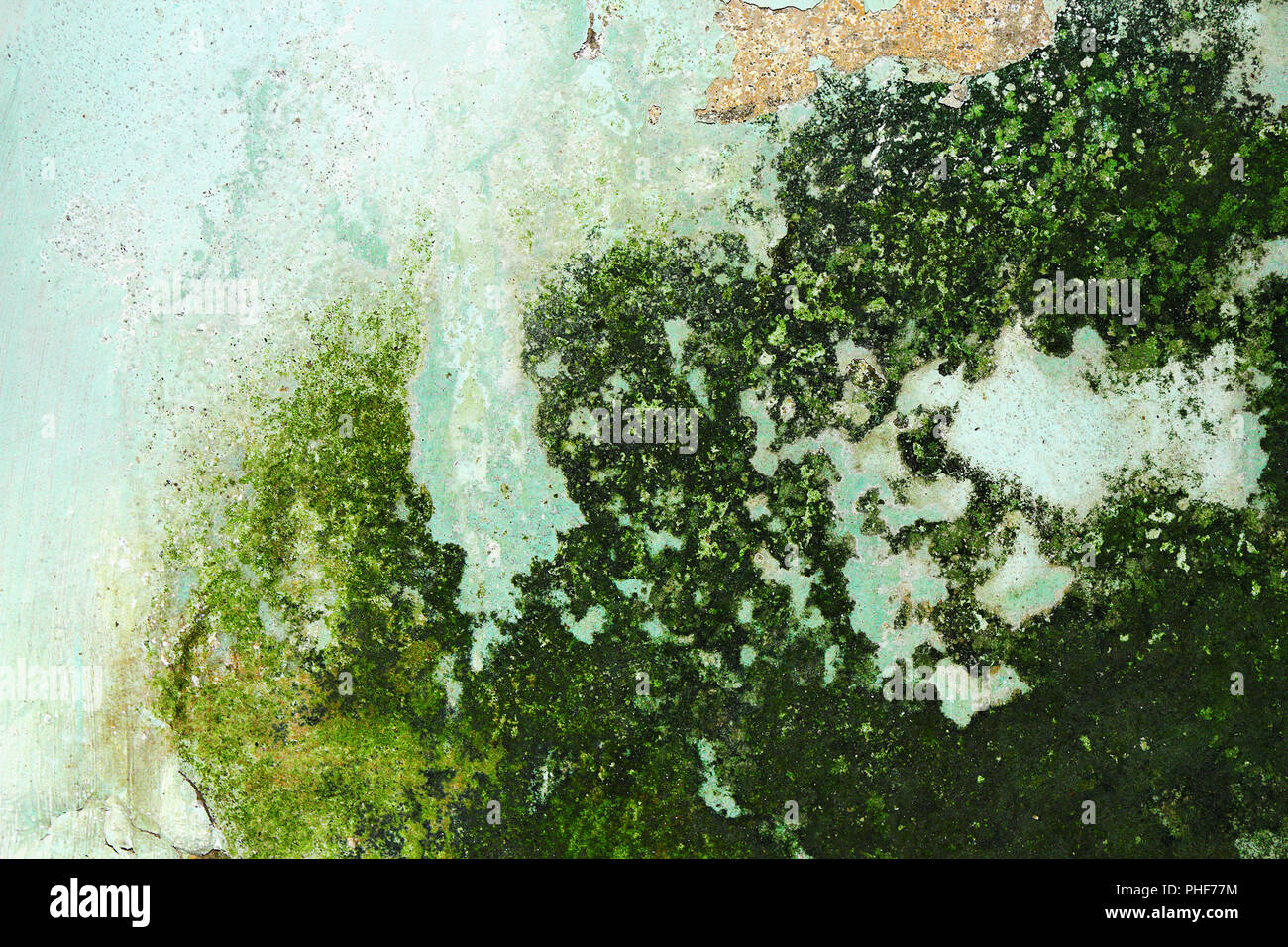 moss growing on damp wall, damage effects of ascending humidity Stock Photo