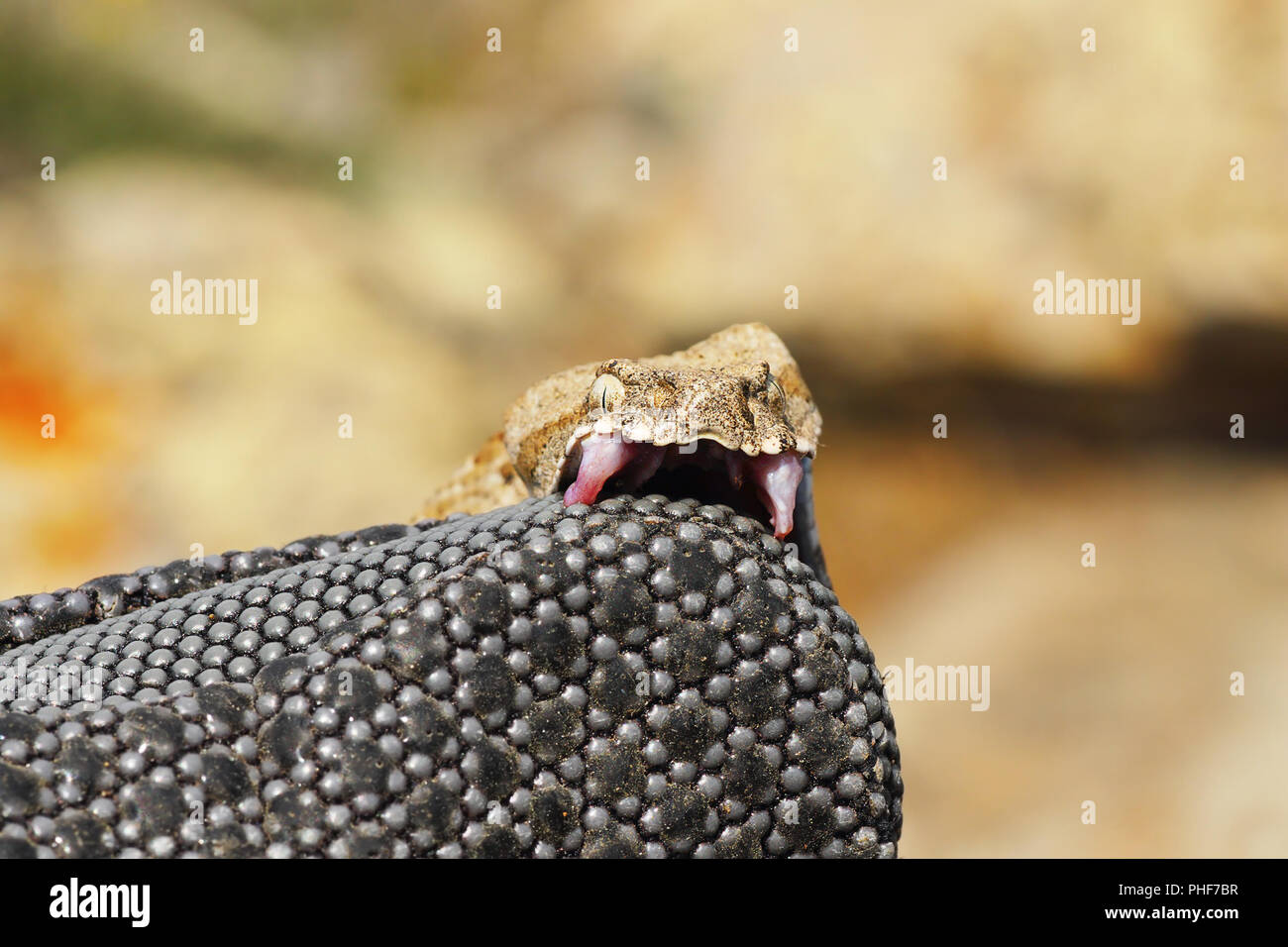 venomous snake bites; Macrovipera lebetina schweizeri, the Milos viper, biting on a protective glove Stock Photo