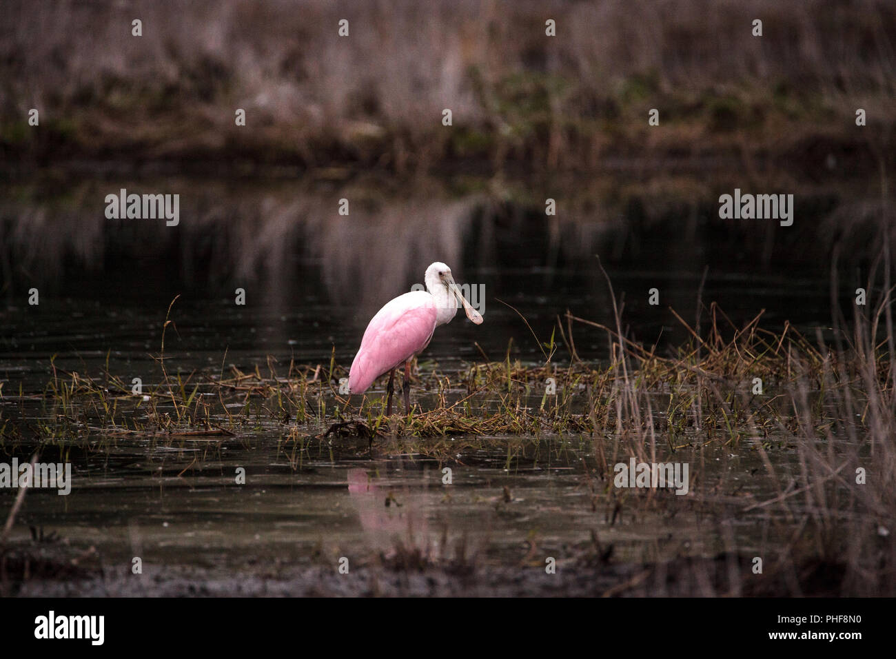 Roseate spoonbill waterfowl wading bird called Platalea ajaja Stock Photo