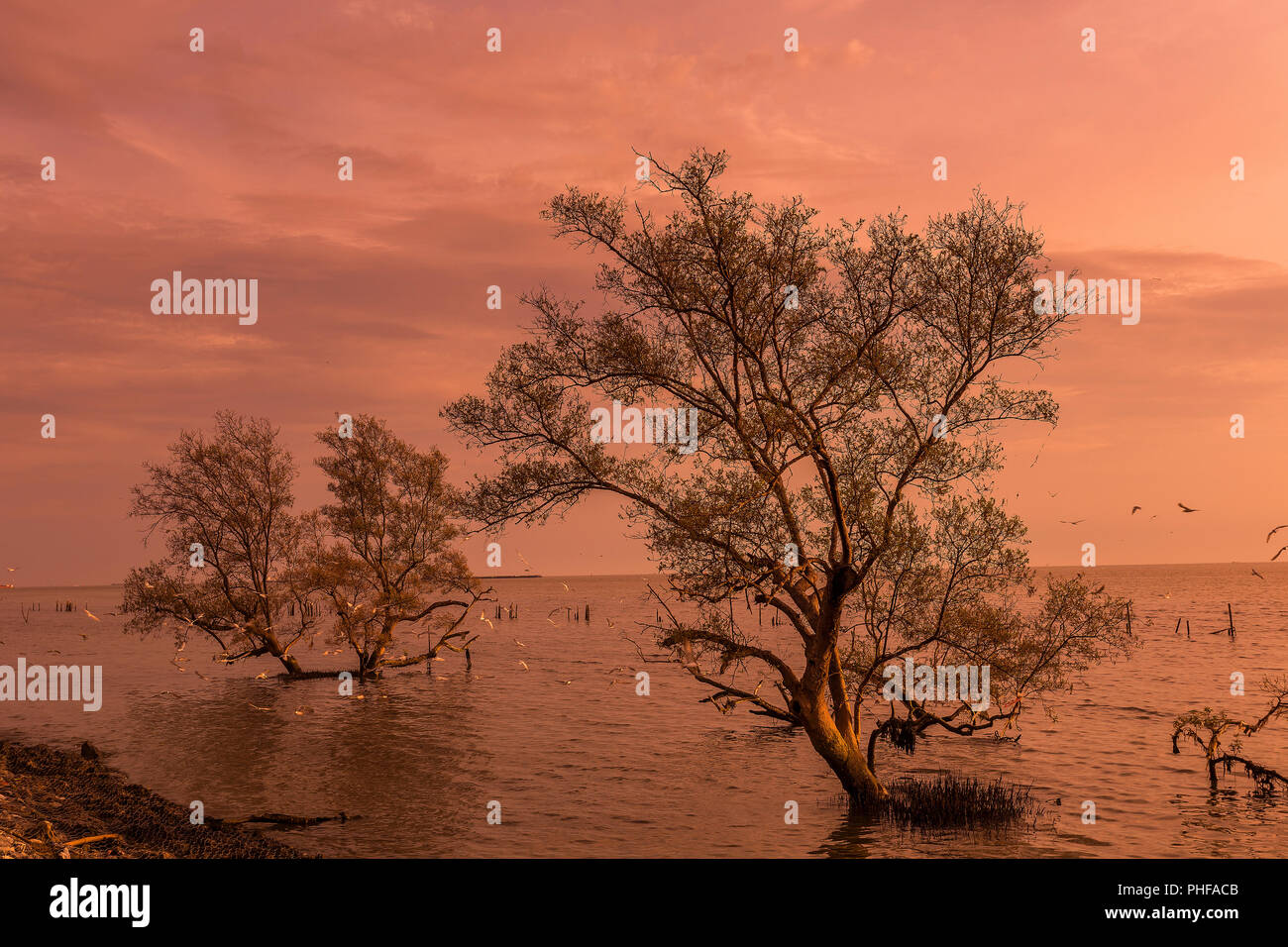 Big trees on the water when sunrise / sun set at mangrove forest on the Thai bay tropical sea beautiful nature background Stock Photo