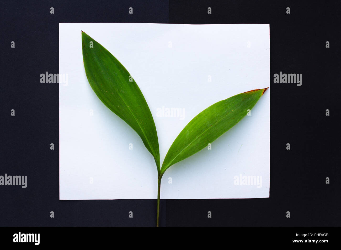 plant leaves on a black and white background Stock Photo - Alamy
