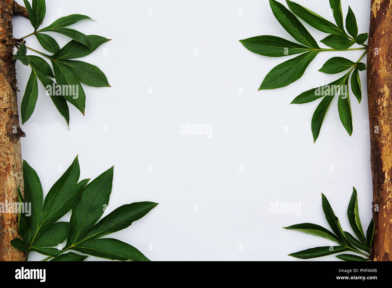 Green foliage on a white background. Place for the title. Stock Photo