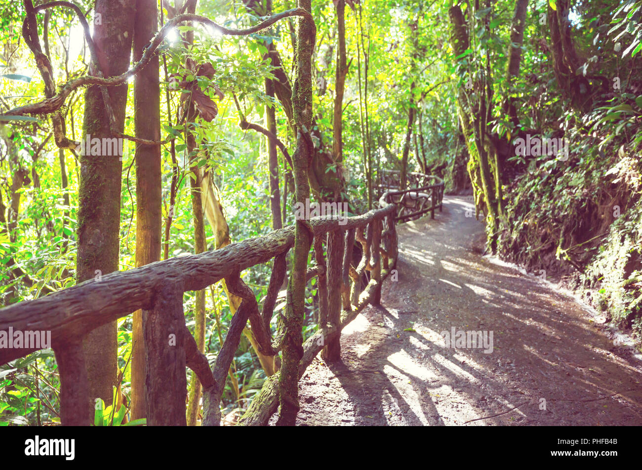 Jungle in Costa Rica Stock Photo Alamy