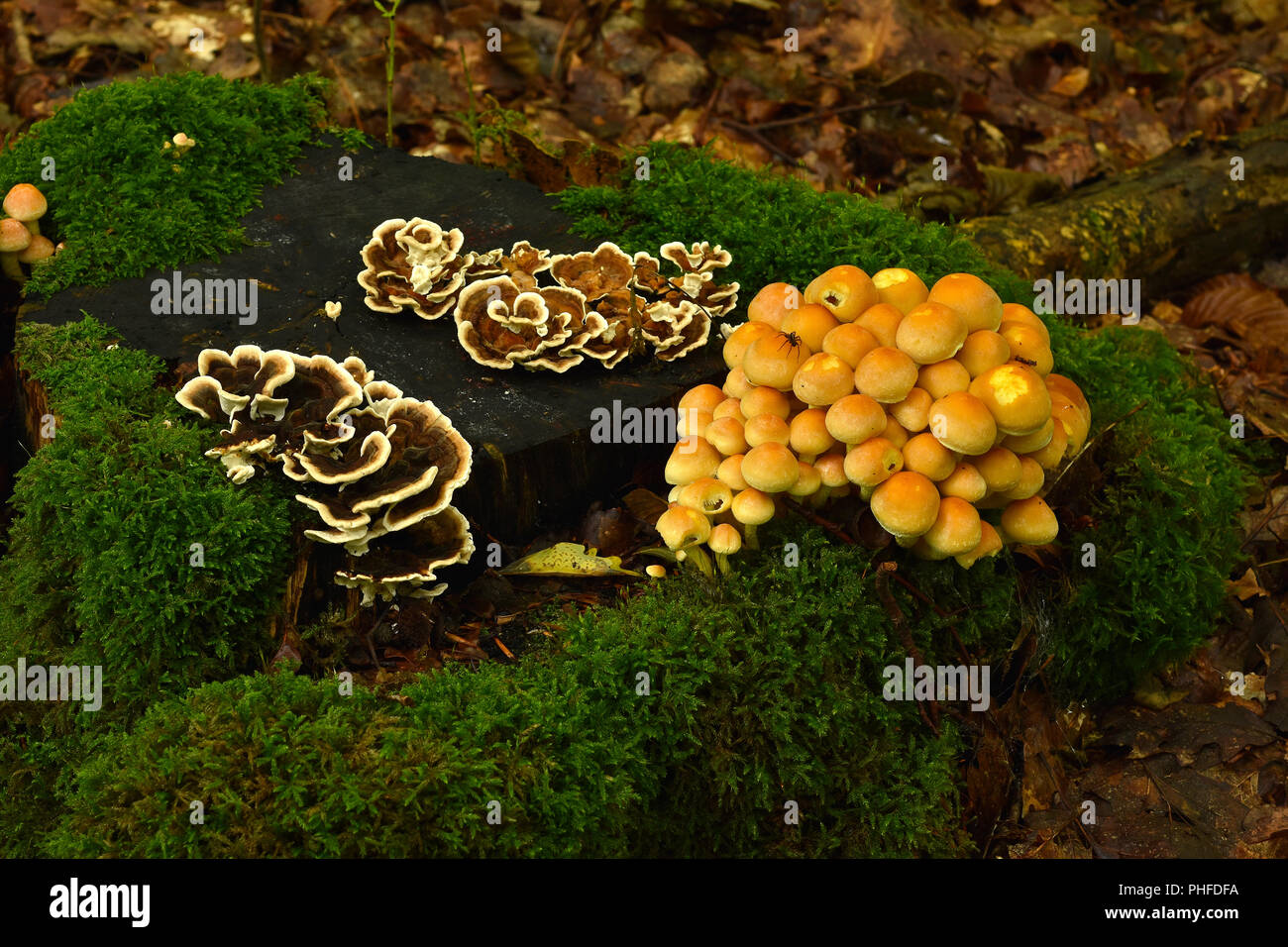 mushrooms on mossy stump Stock Photo