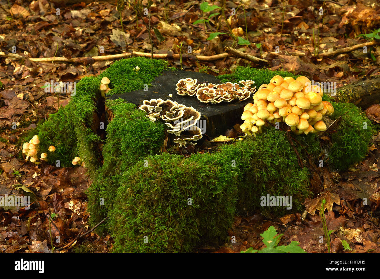 mushrooms on mossy stump Stock Photo