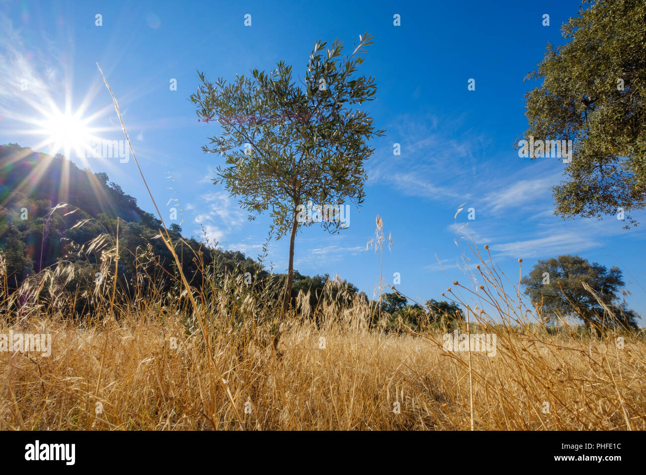 landscape of dry grass in a meadow, creating an extreme risk of fire. extremadura spain Stock Photo