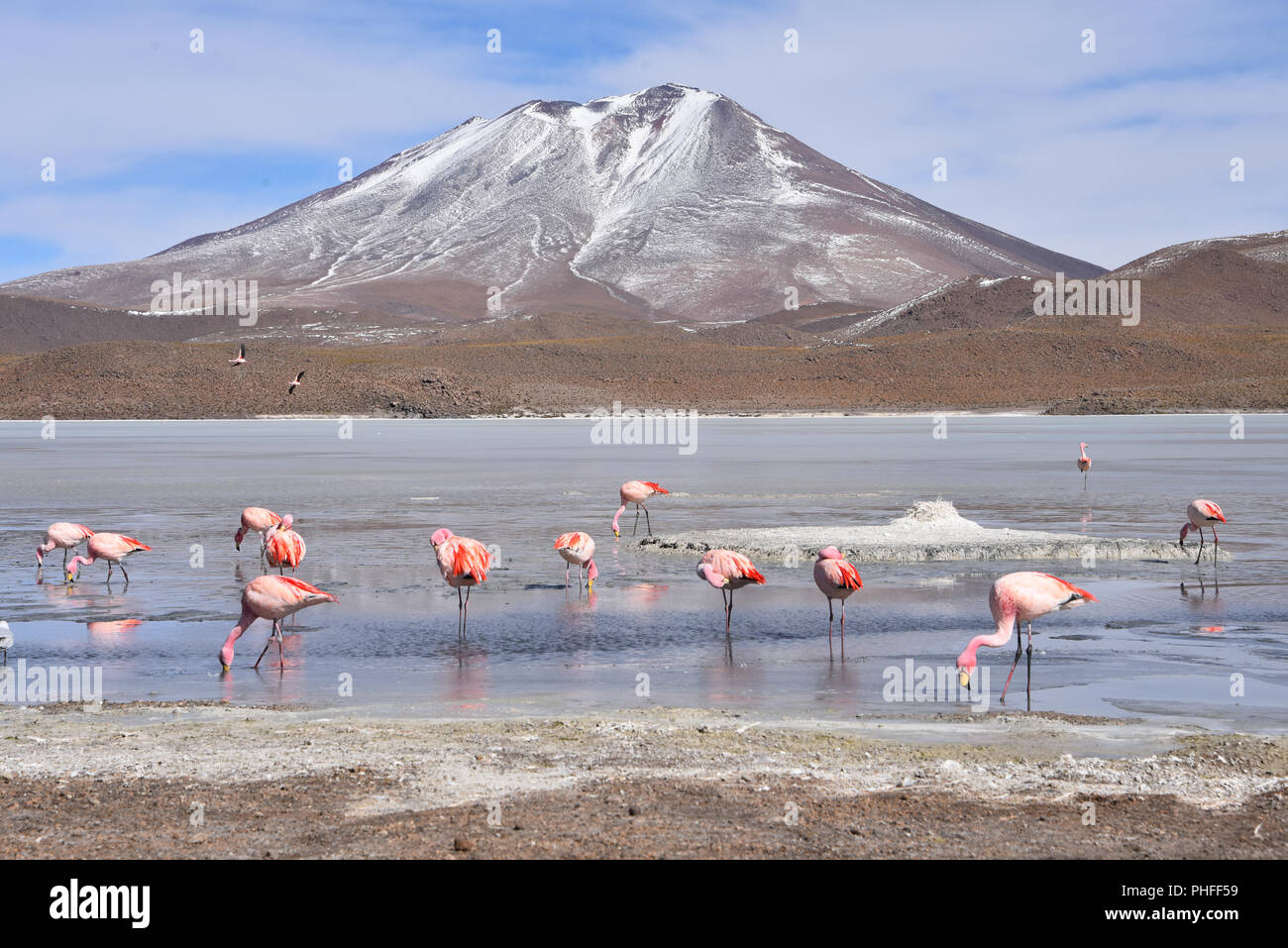 Flamingos feeding on the frozen waters of Laguna Hedionda, Sud Lipez