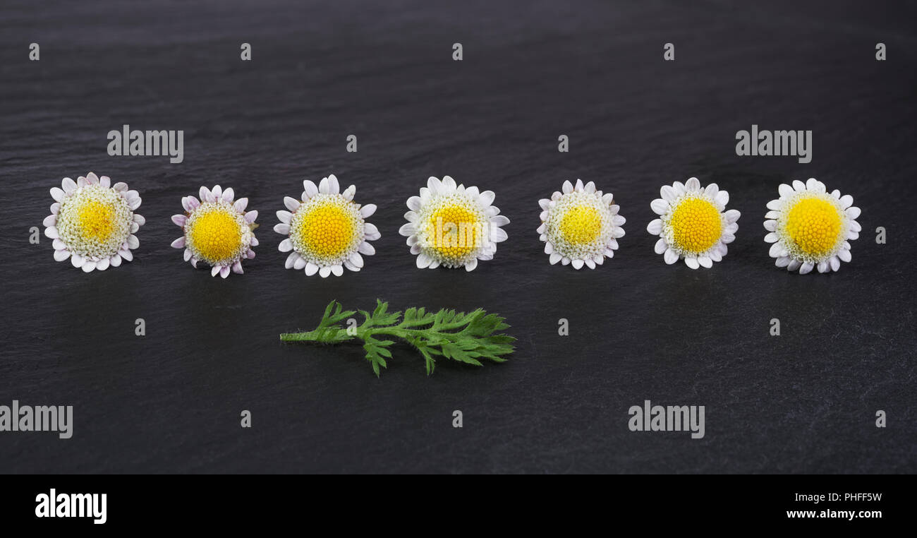 group of small daisy or chamomile flowers Stock Photo Alamy