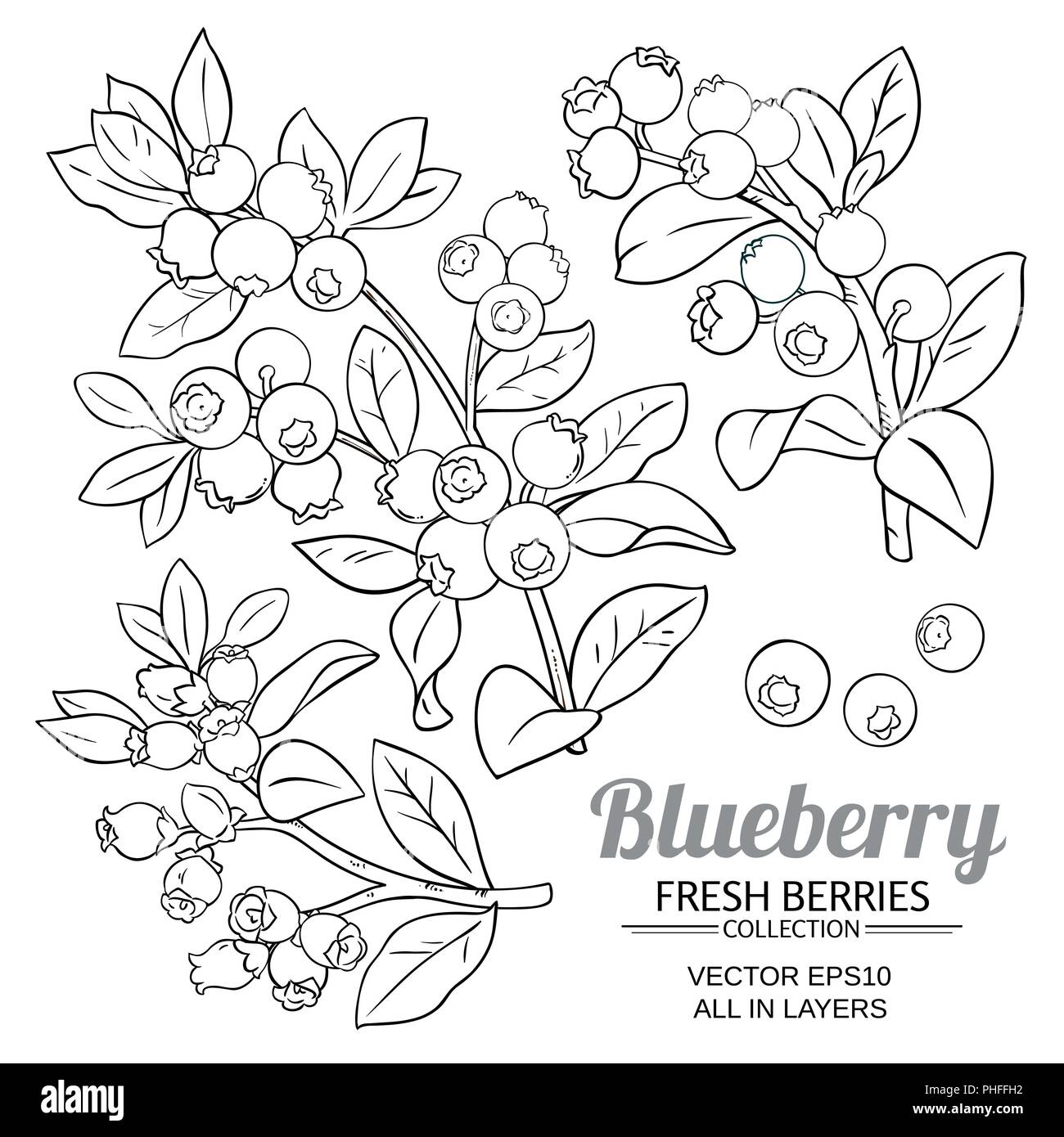 Bilberry flower Stock Vector Images Alamy