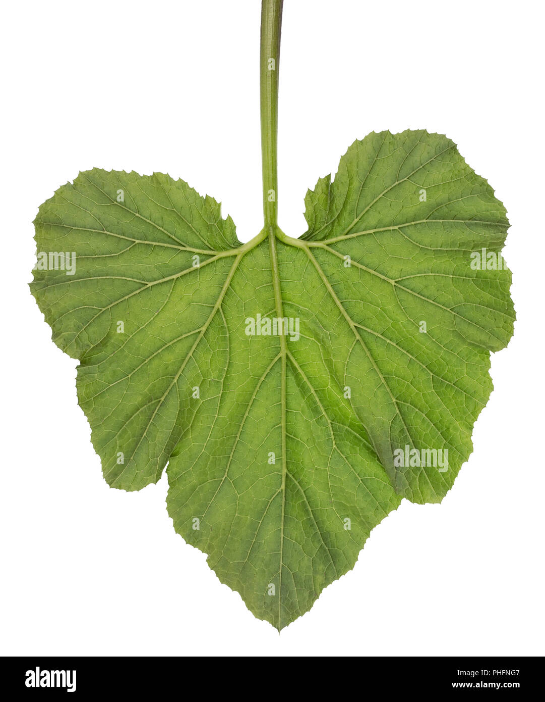 Vegetable marrow leaf isolated Stock Photo