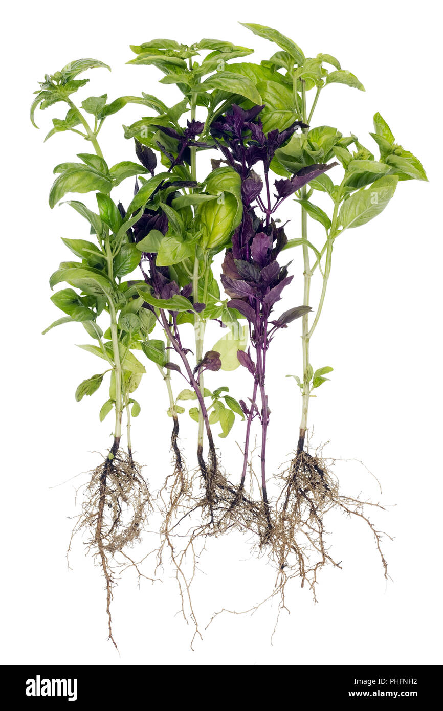 Basil spice herb with roots Stock Photo Alamy