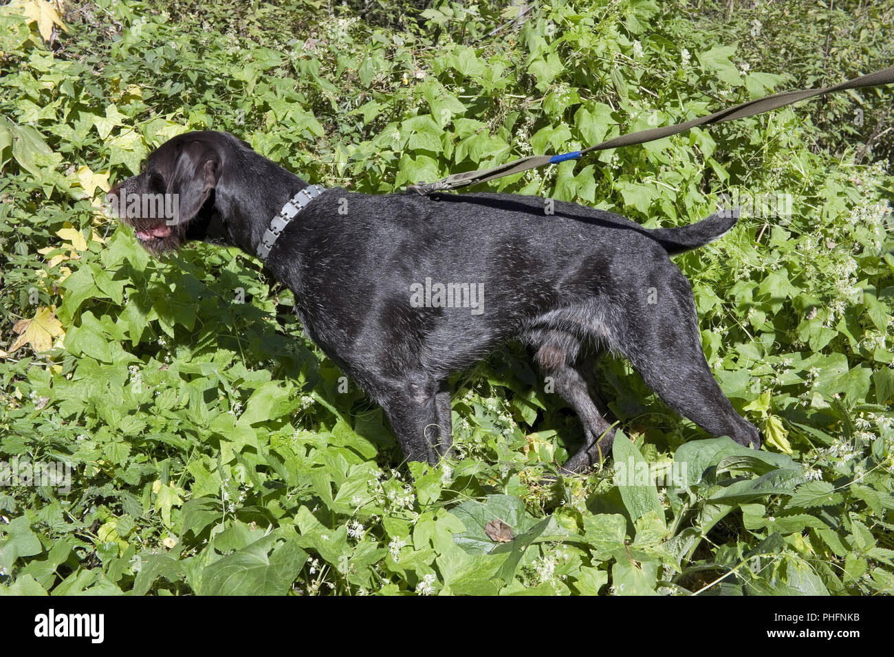German Wirehaired Pointer Stock Photo