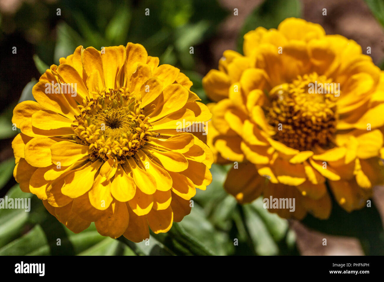Zinnia elegans " Canary Bird Stock Photo Alamy
