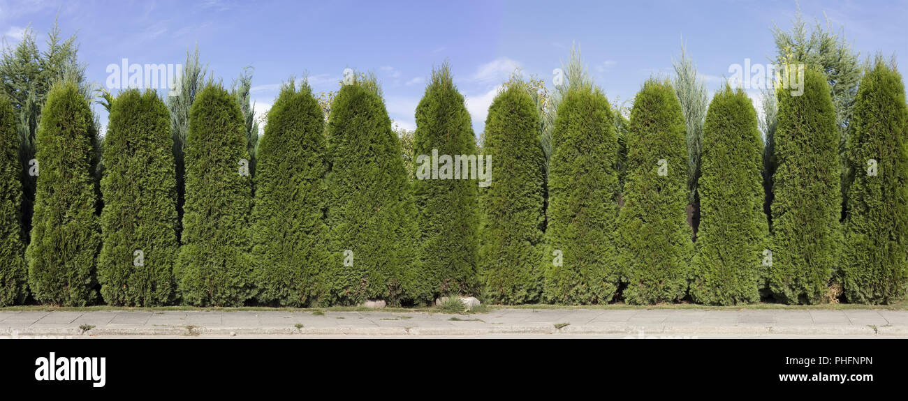 hedge from green  thuja trees Stock Photo