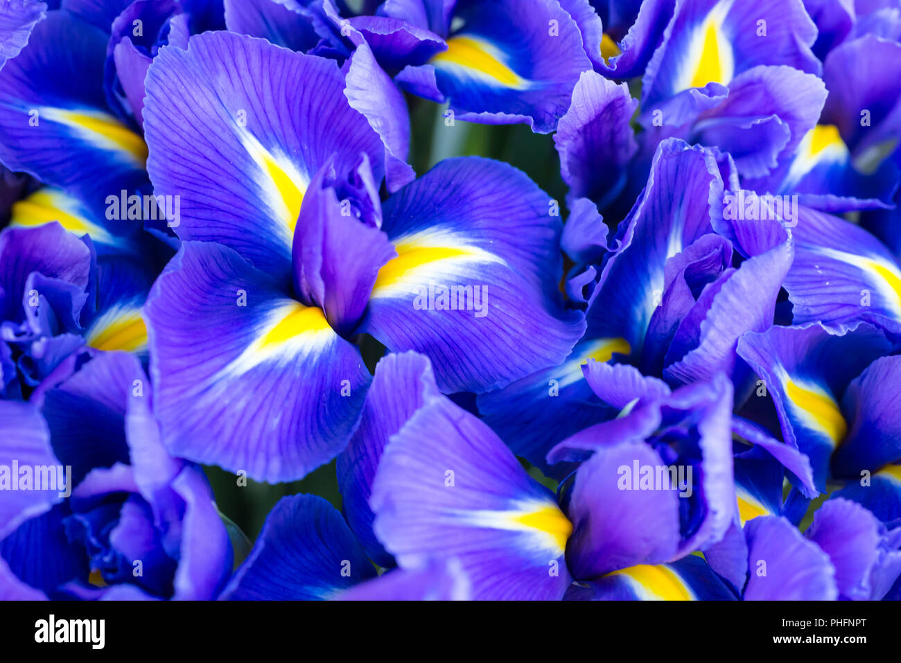 Blue flower irises Stock Photo Alamy