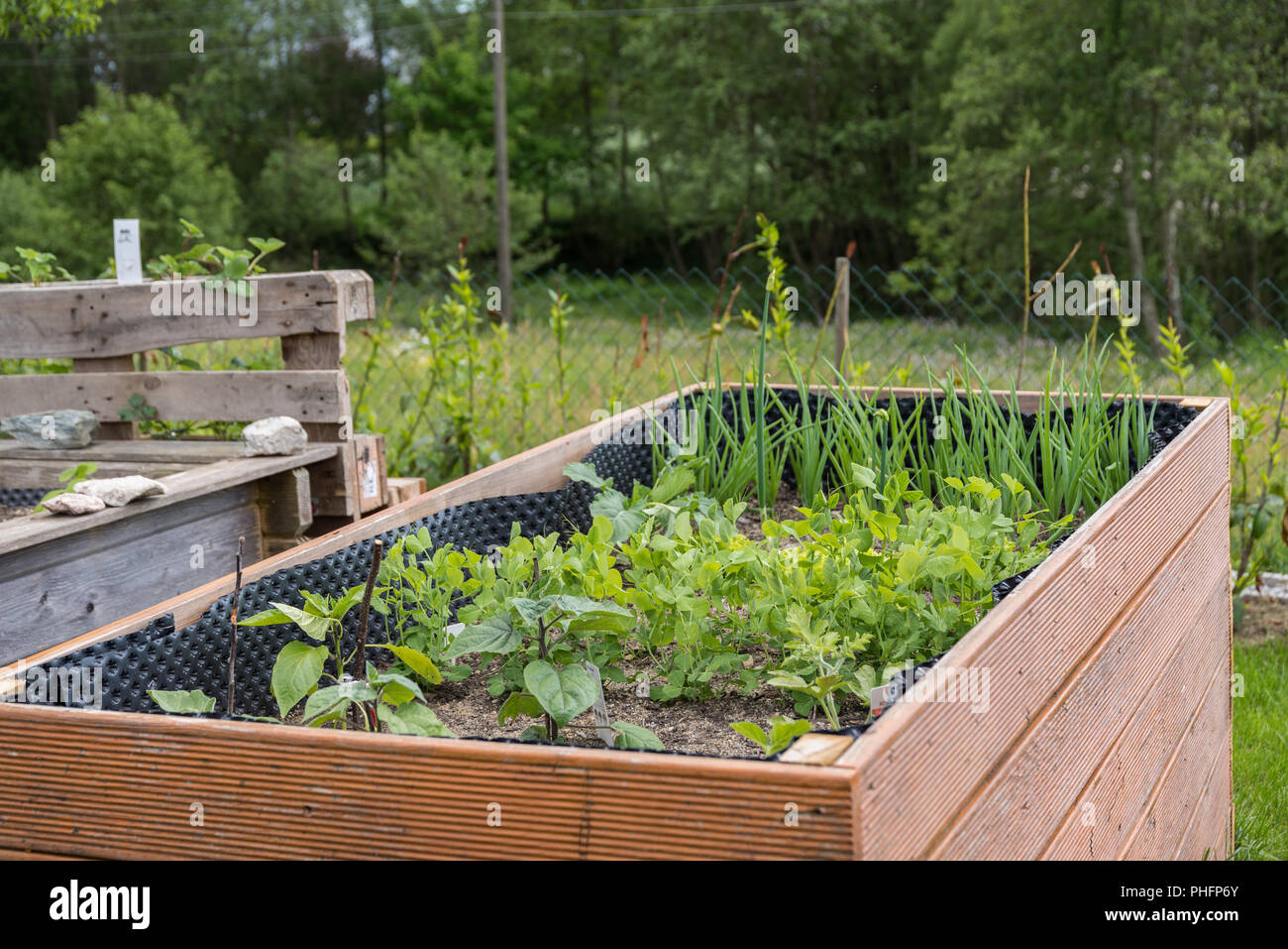 Raised bed in the spring with sprouting vegetables Stock Photo