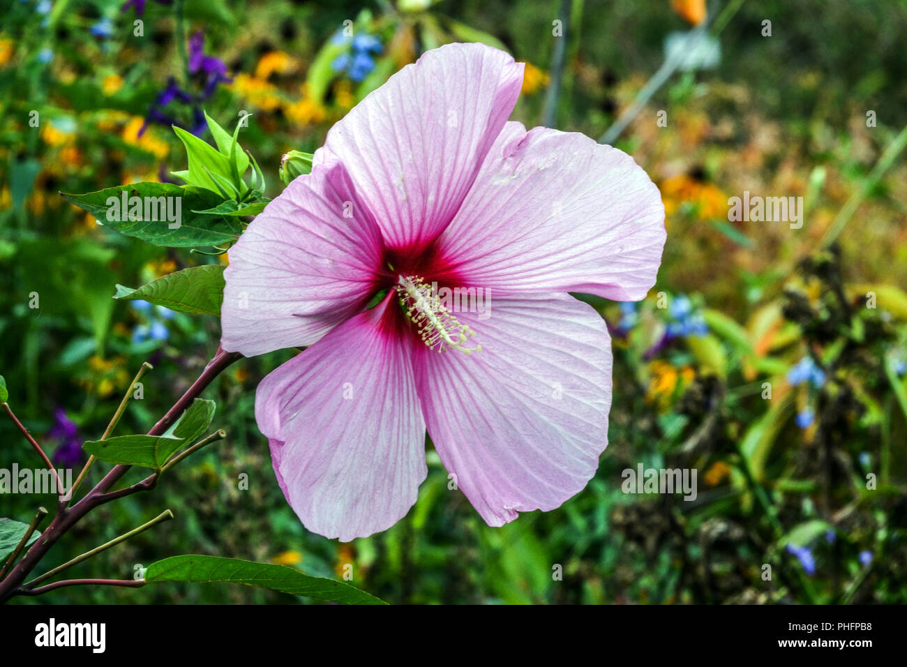 Hibiscus moscheutos ' Galaxy ' Stock Photo