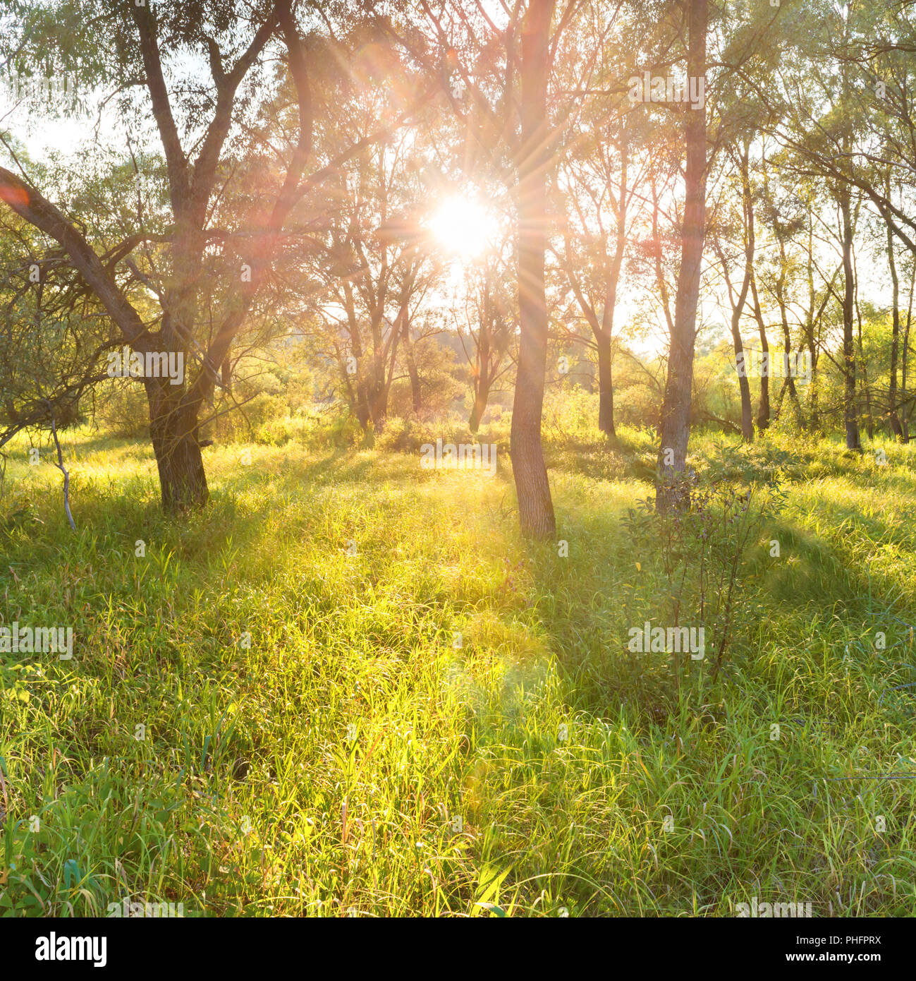 Green sunny hi-res stock photography and images - Alamy