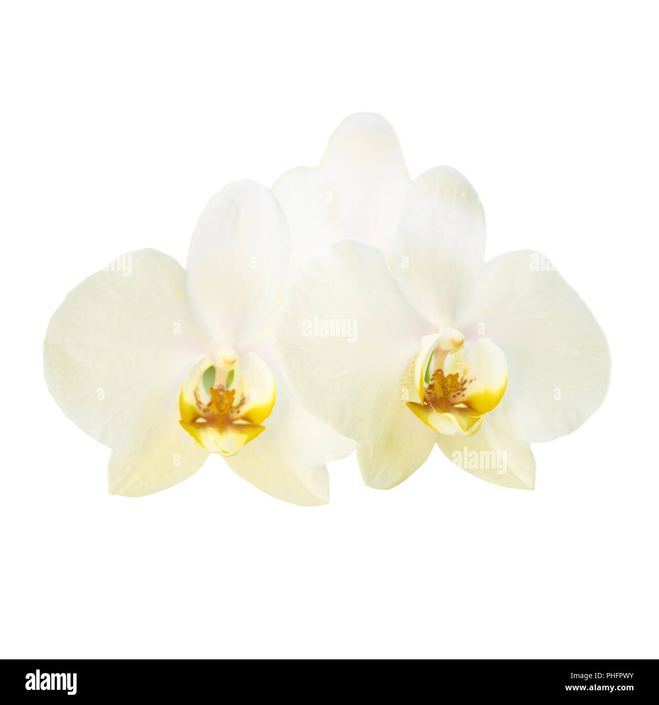 Two yellow orchid flowers Stock Photo