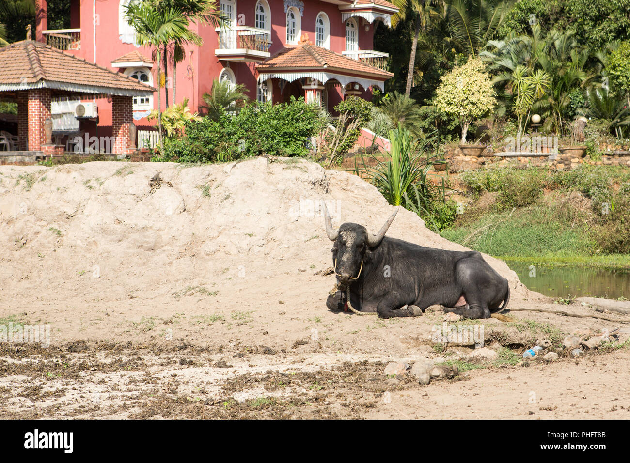 big black cow lying on the ground India Stock Photo