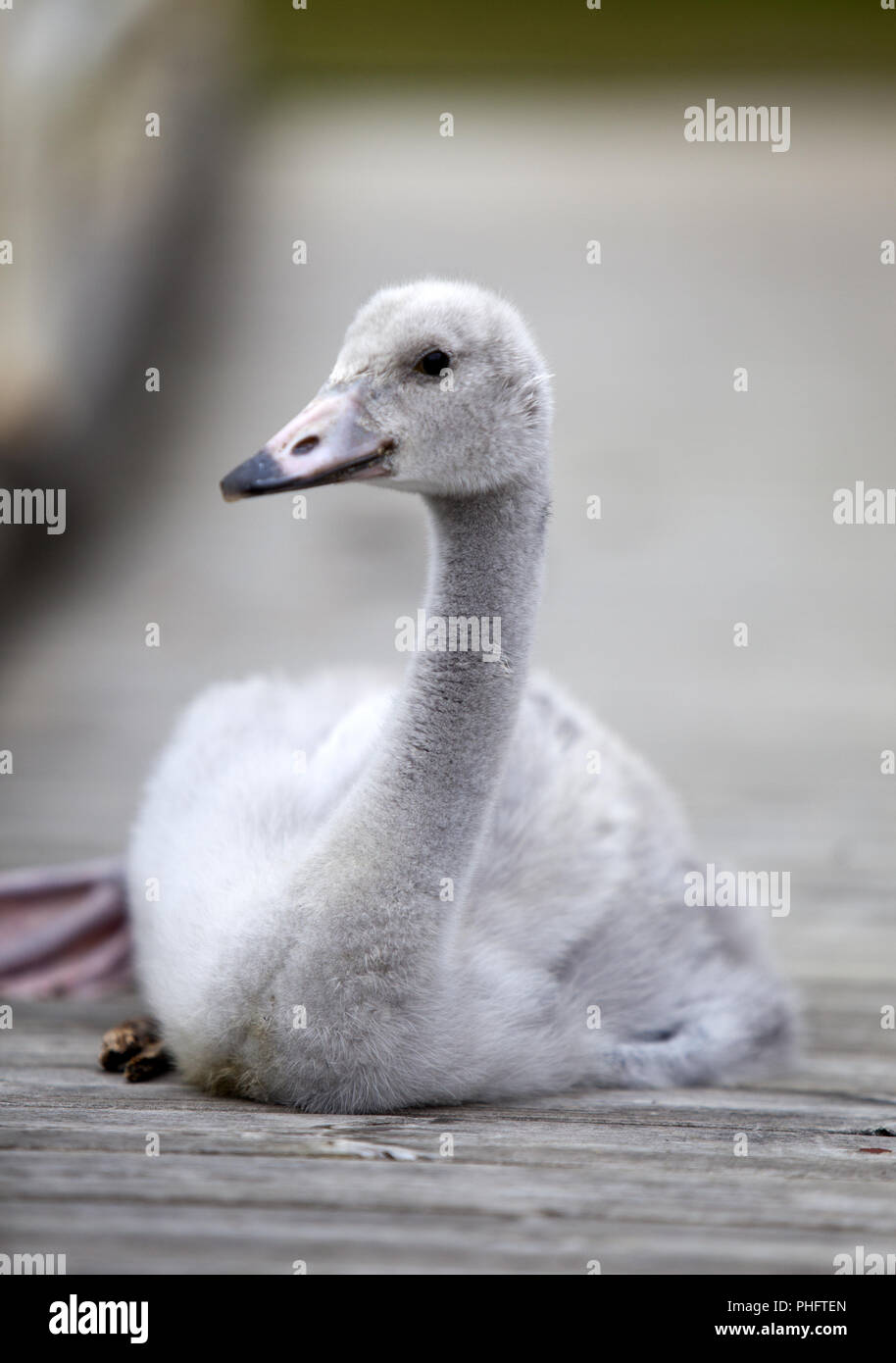 The baby bird of a swan on the mooring Stock Photo