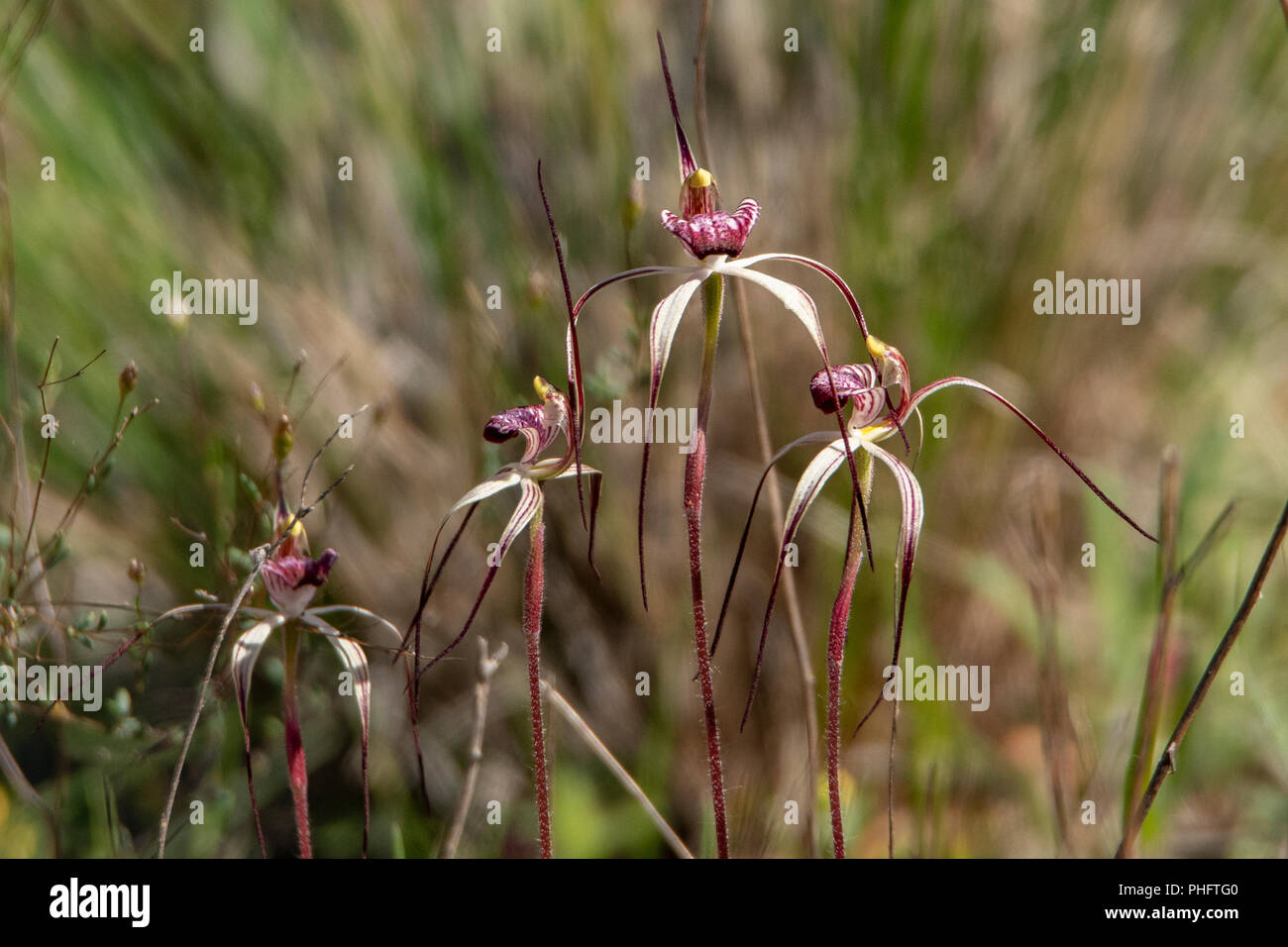 Colony of Nyabing Spider Orchids at Billyacatting Hill, WA, Australia Stock Photo