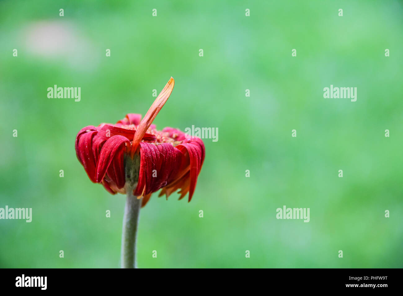 Wilted Flower with a Petal Up Stock Photo