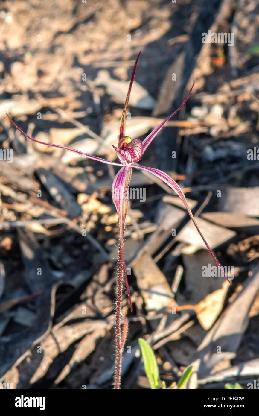 Caladenia occidentalis, Ruby Spider Orchid Stock Photo