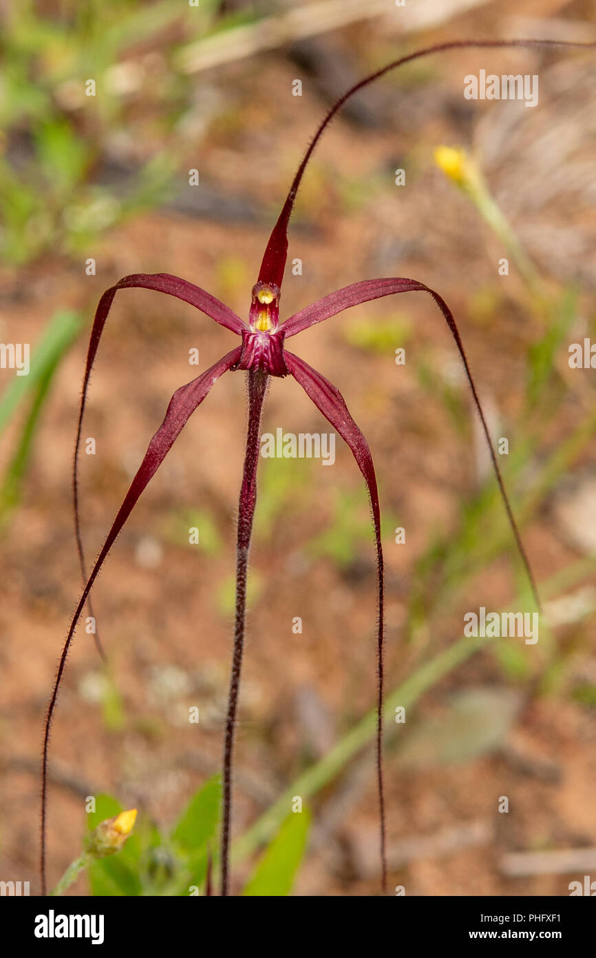Caladenia filifera, Blood Spider Orchid Stock Photo