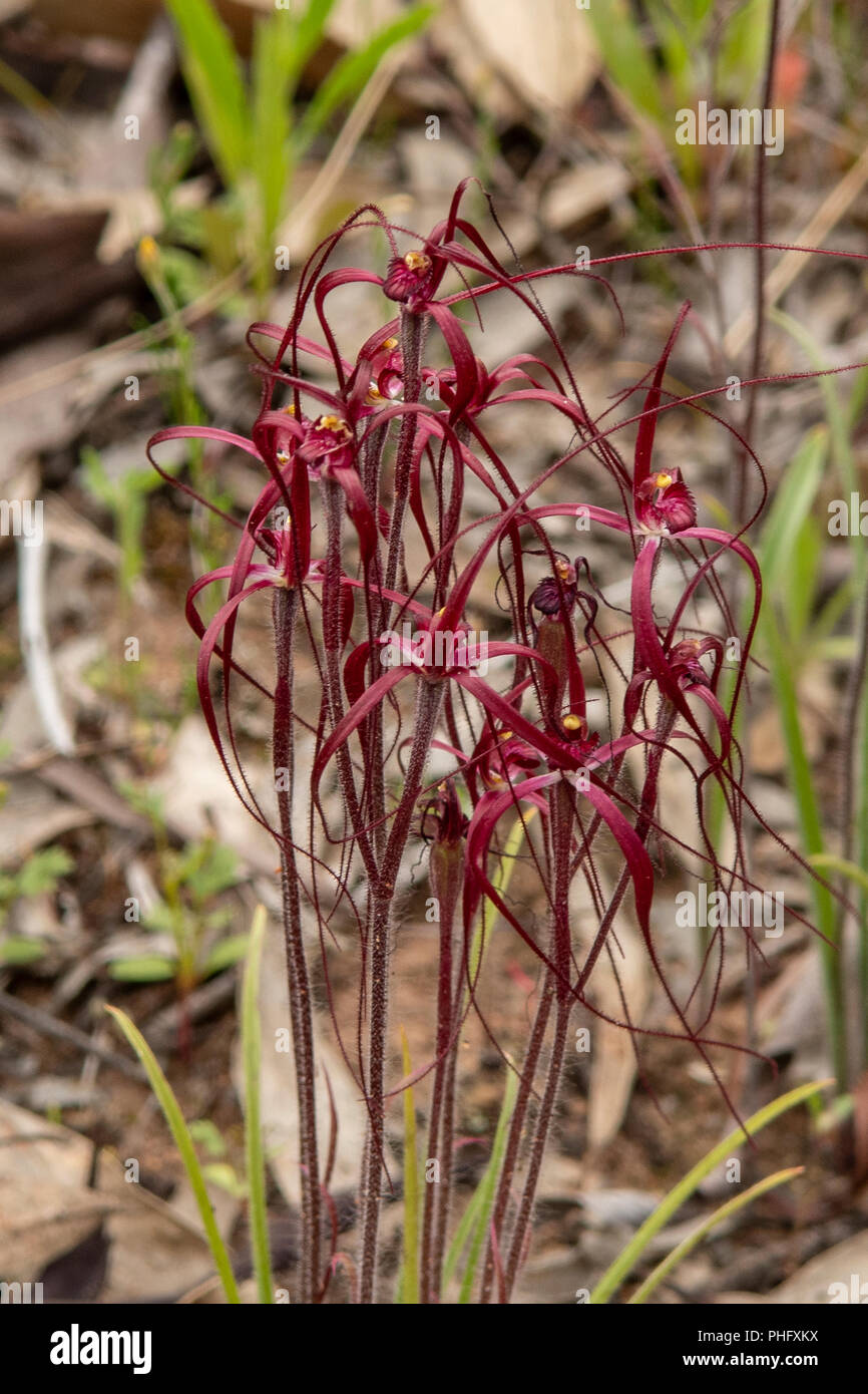 Colony of Blood Spider Orchids in Goomalling, WA, Australia Stock Photo