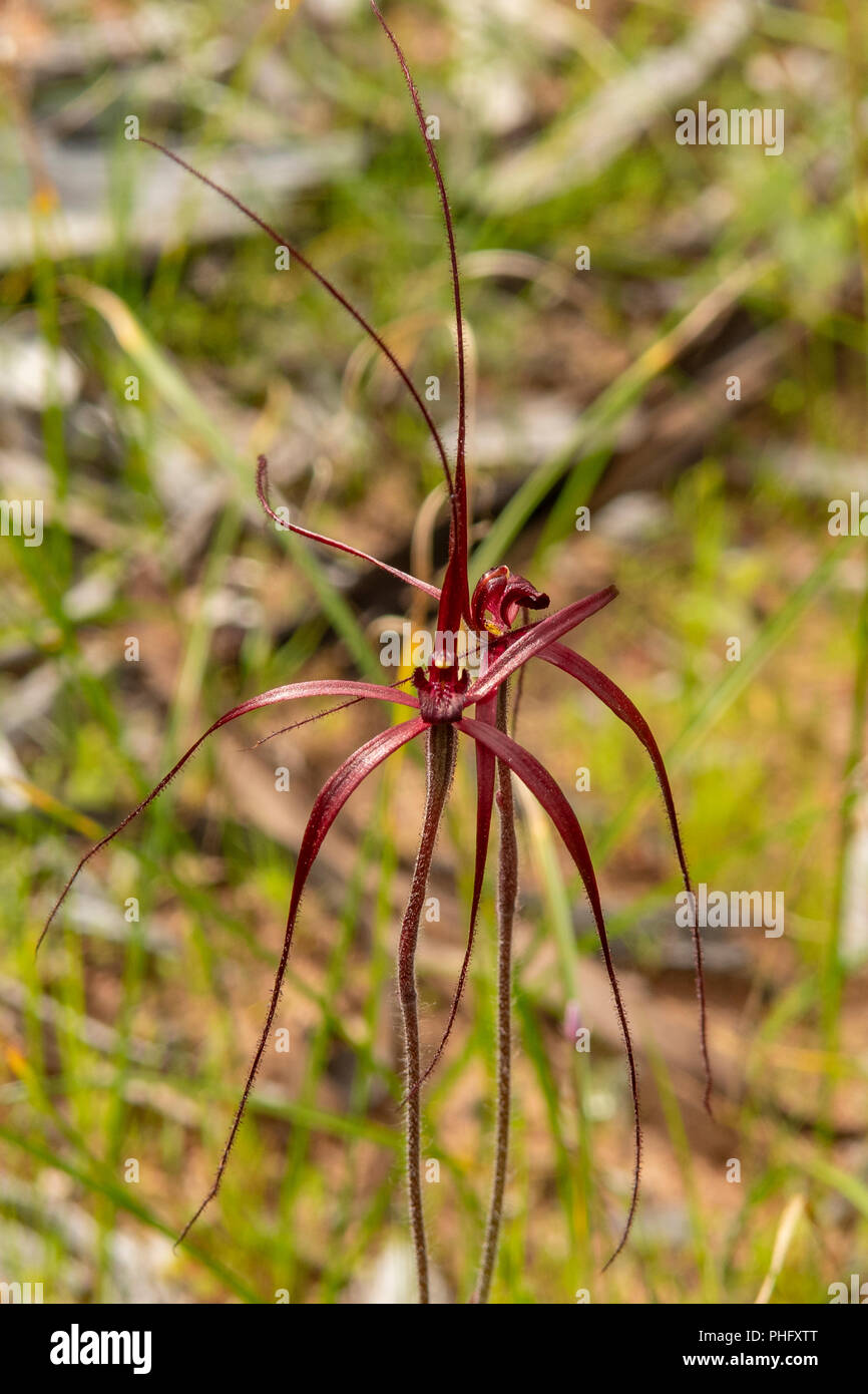 Caladenia filifera, Blood Spider Orchid Stock Photo