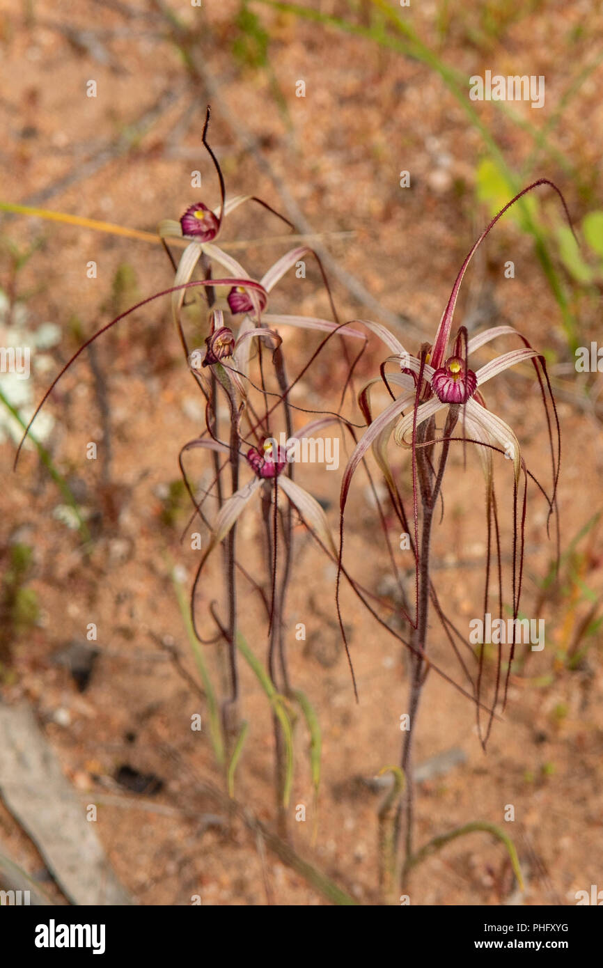 Colony of Slender Spider Orchids in Goomalling, WA, Australia Stock Photo