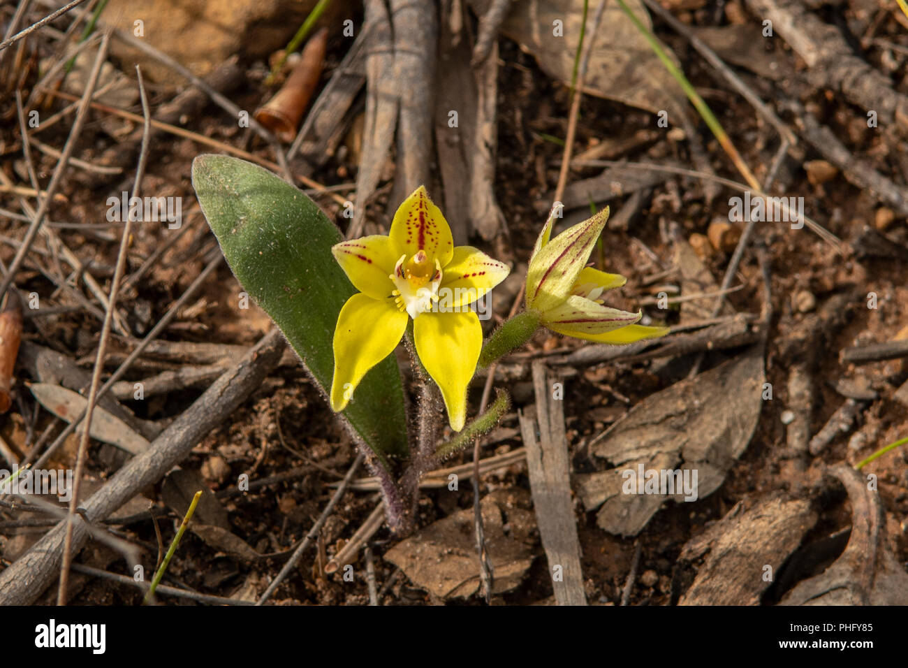 Caladenia flava, Cowslip Orchid Stock Photo