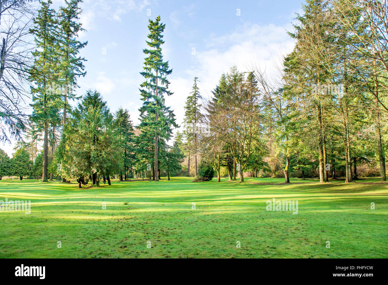 Green sunny park with big trees Stock Photo - Alamy