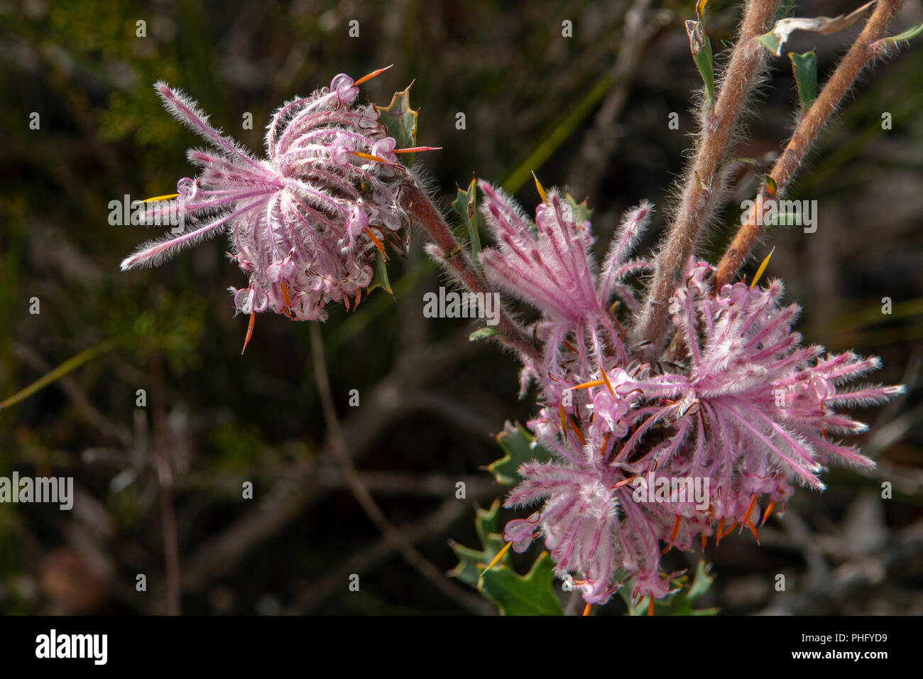 Isopogon latifolius, Stirling Range Pixie Mops Stock Photo