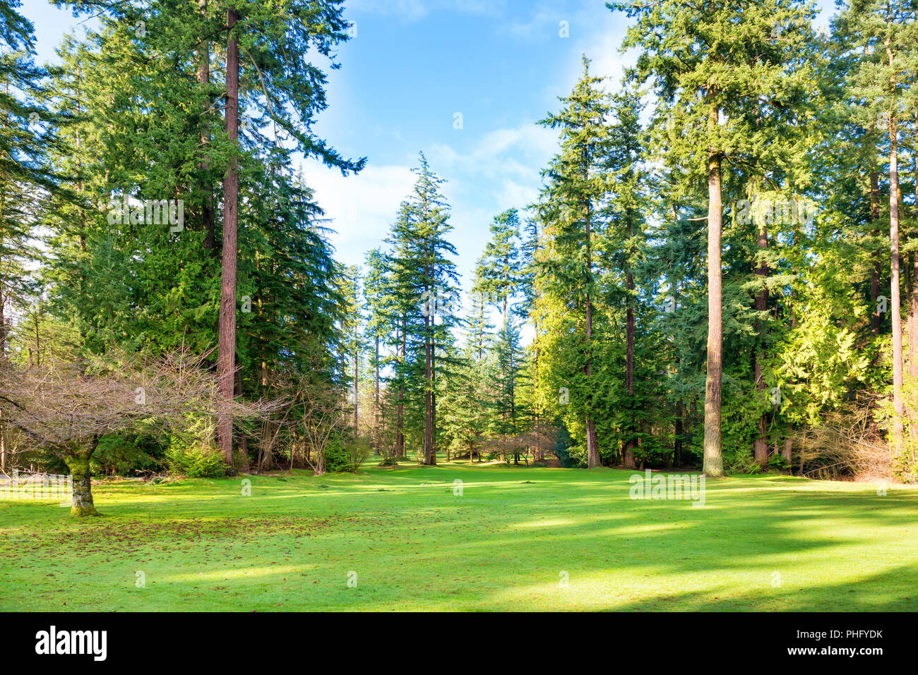 Green sunny park with big trees Stock Photo - Alamy