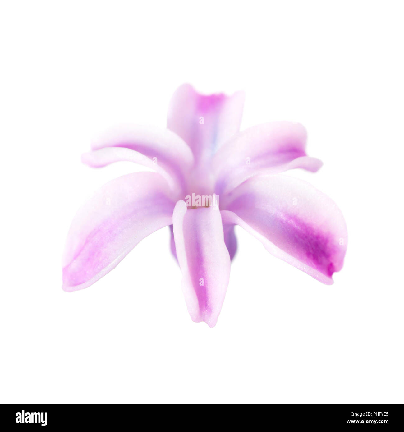 Spring violet flower Stock Photo