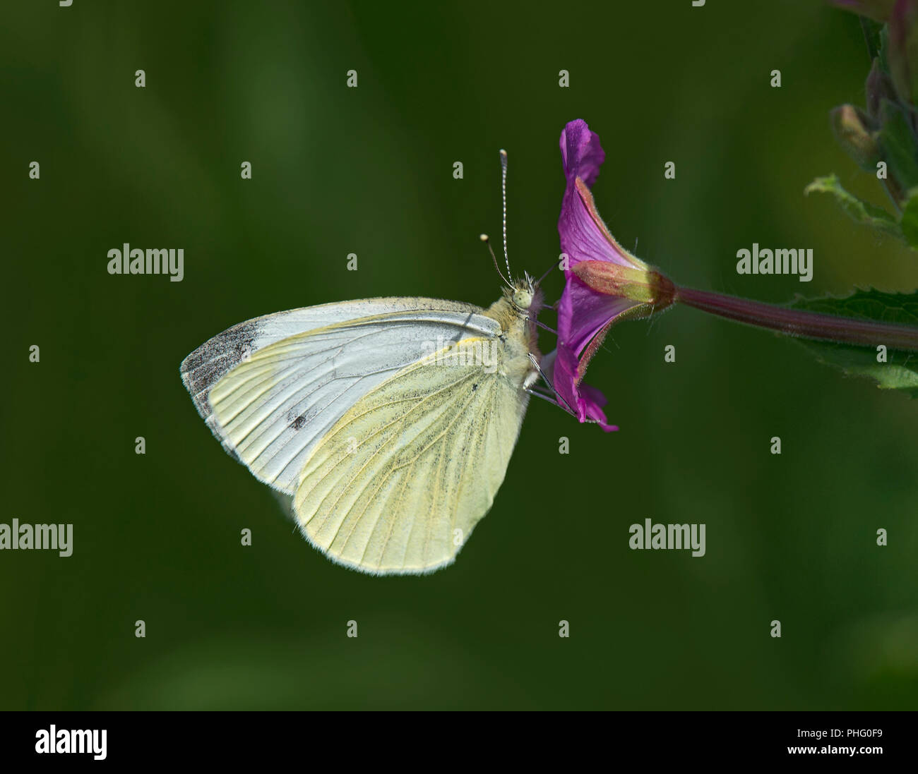 Small White, Pieris rapae, butterfly feeding on Great Willowherb, Epilobium hirsutum,  Lancashire, UK Stock Photo