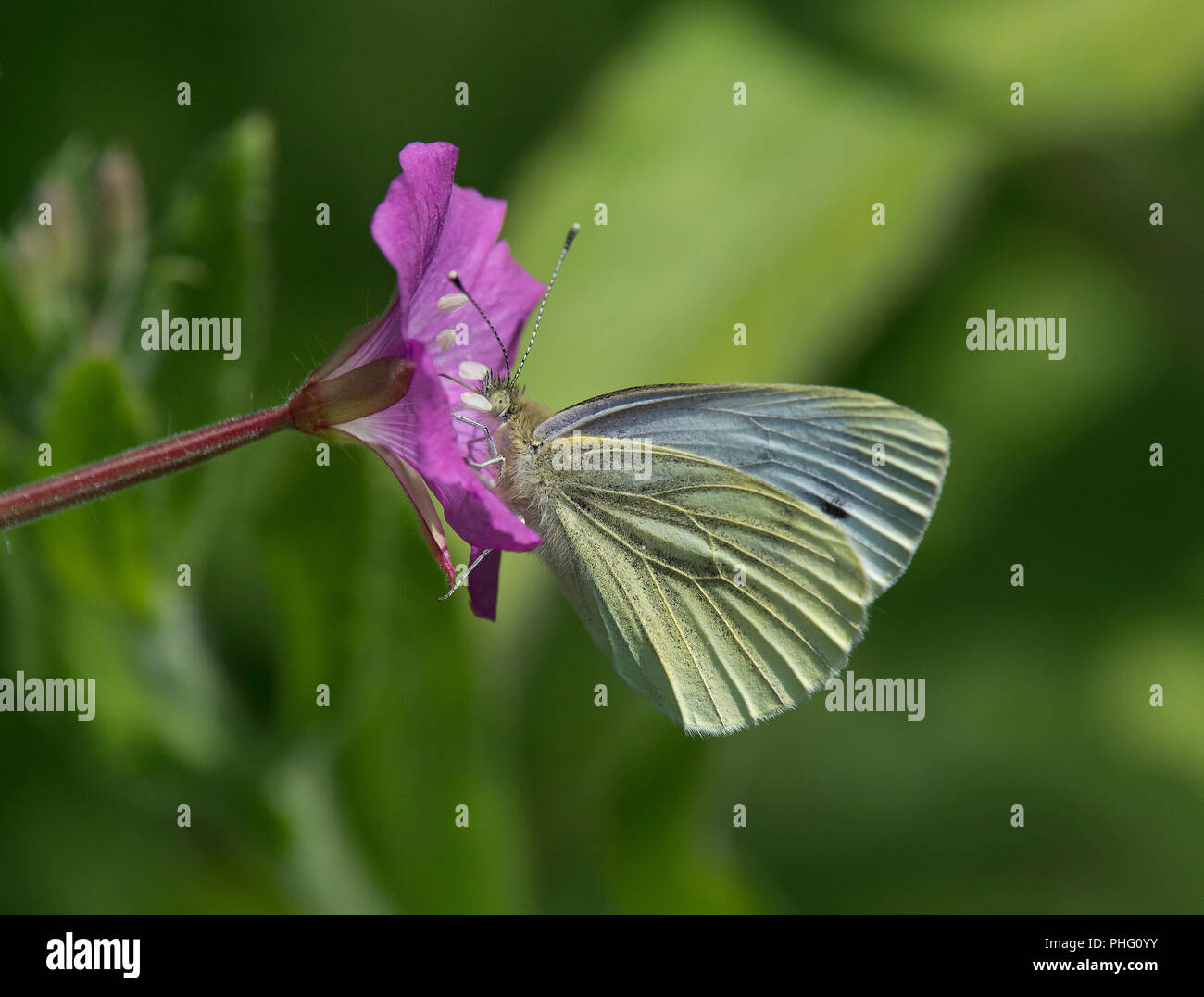 Green-veined White, Pieris napi, feeding on Great Willowherb, Epilobium hirsutum, Lancashire, UK Stock Photo