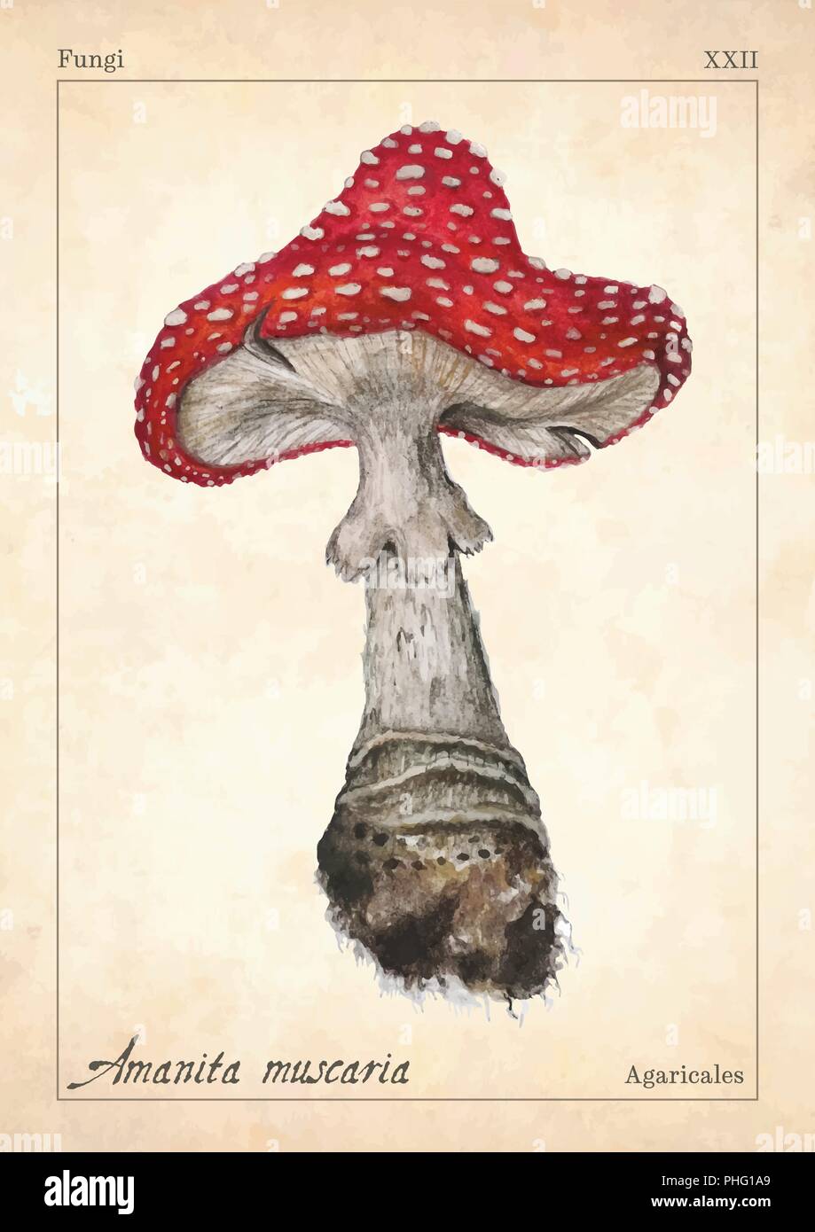 Amanita muscaria mushroom vector. Watercolor amanita muscaria mushroom vector illustration. Fly agaric, amanita muscaria mushroom for book, card, print. Watercolor amanita mushroom, fungus, boletus. Stock Vector