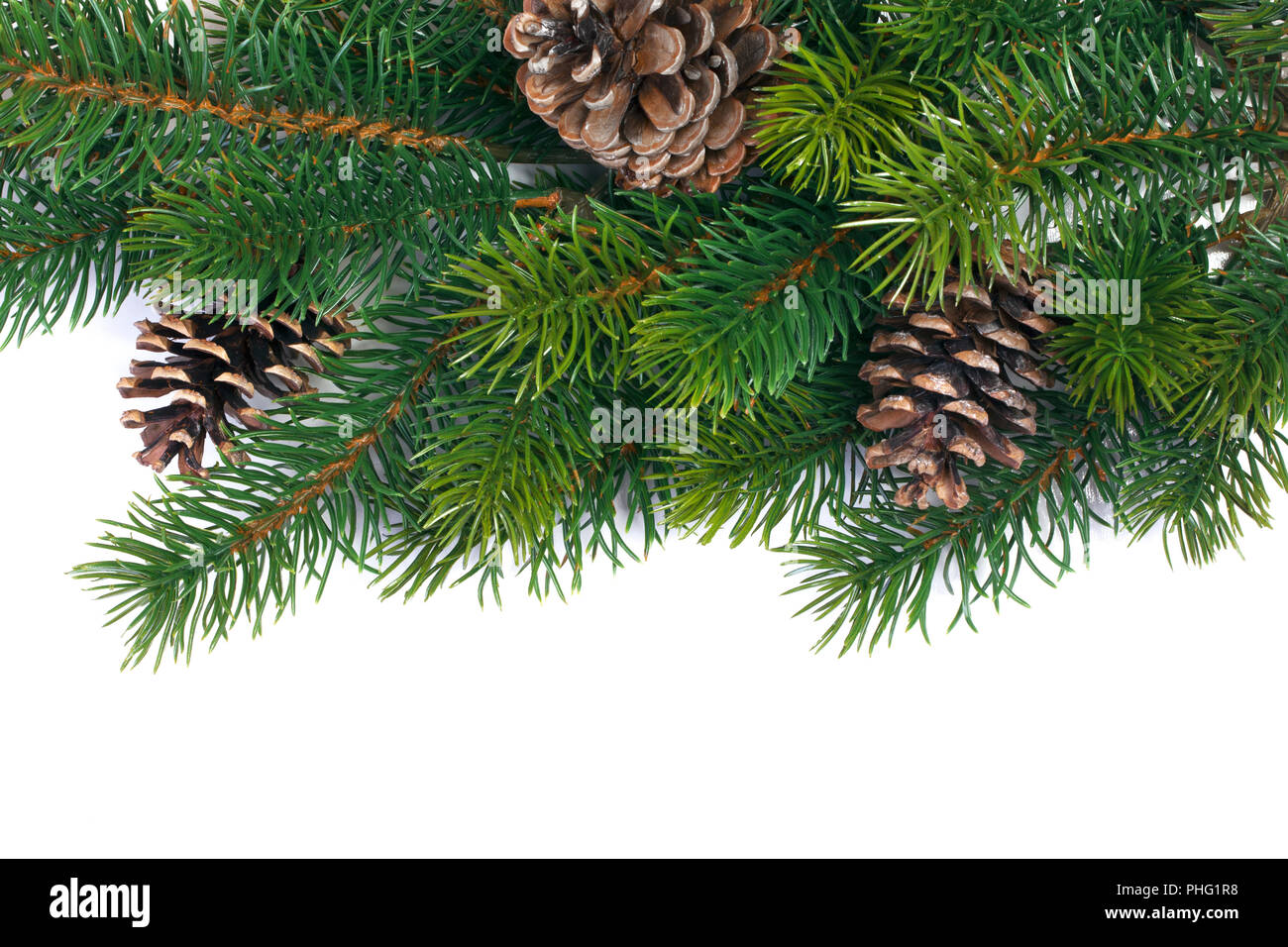 Fir branches with cones on a white background Stock Photo - Alamy